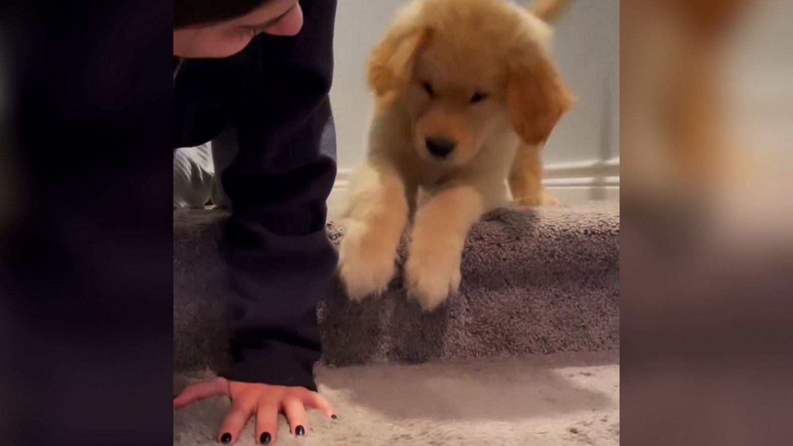 VIDEO: Adorable puppy has its first lesson climbing stairs