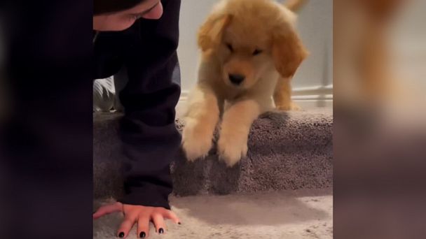 can a puppy climb stairs