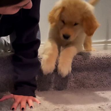 VIDEO: Adorable puppy has its first lesson climbing stairs