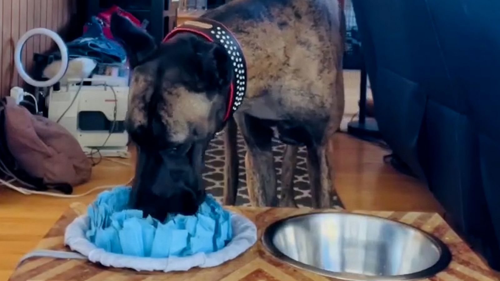 VIDEO: Great Dane learns how to wipe her mouth after drinking water