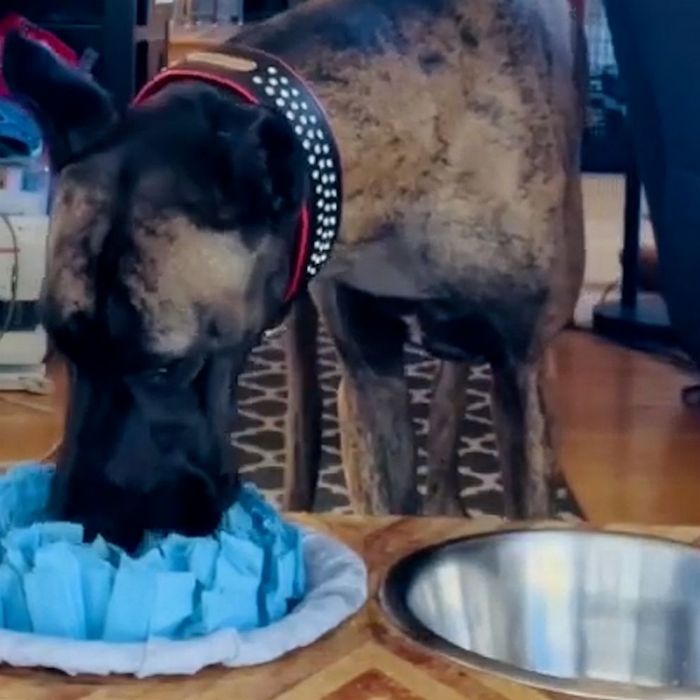 great-dane-learns-how-to-wipe-her-mouth-after-drinking-water-flipboard