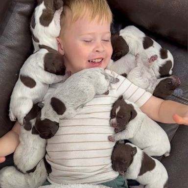 VIDEO: Adorable 3-year-old boy surrounded by puppies will bring a smile to your face