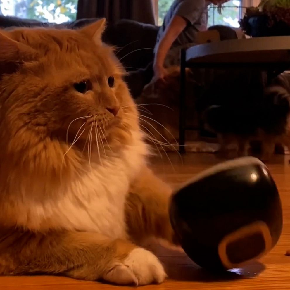 This impatient cat has a funny way of saying she's hungry - Good Morning  America
