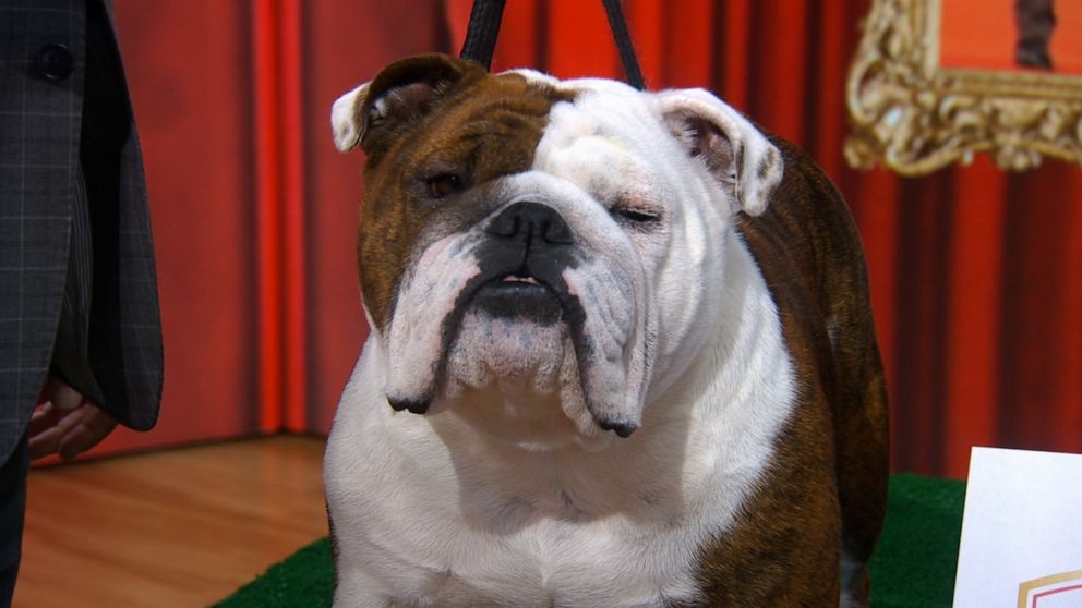 Video Meet bulldog crowned American Kennel Club's best in show - ABC News