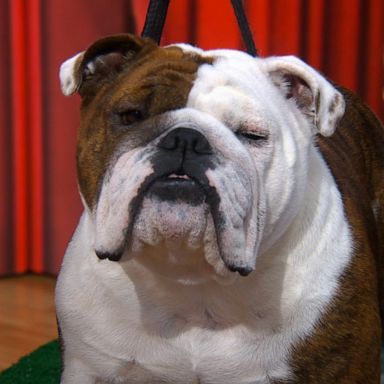 VIDEO: Meet bulldog crowned American Kennel Club's best in show