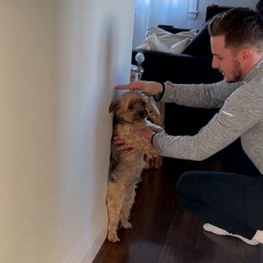 VIDEO: See how this man checks his dog Lenny’s height. 