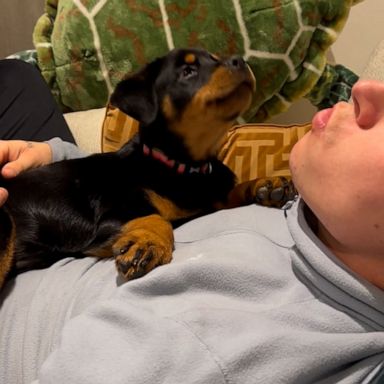 VIDEO: A-roo! Rottweiler puppy gets in her first tiny howls with help from her doggy brother