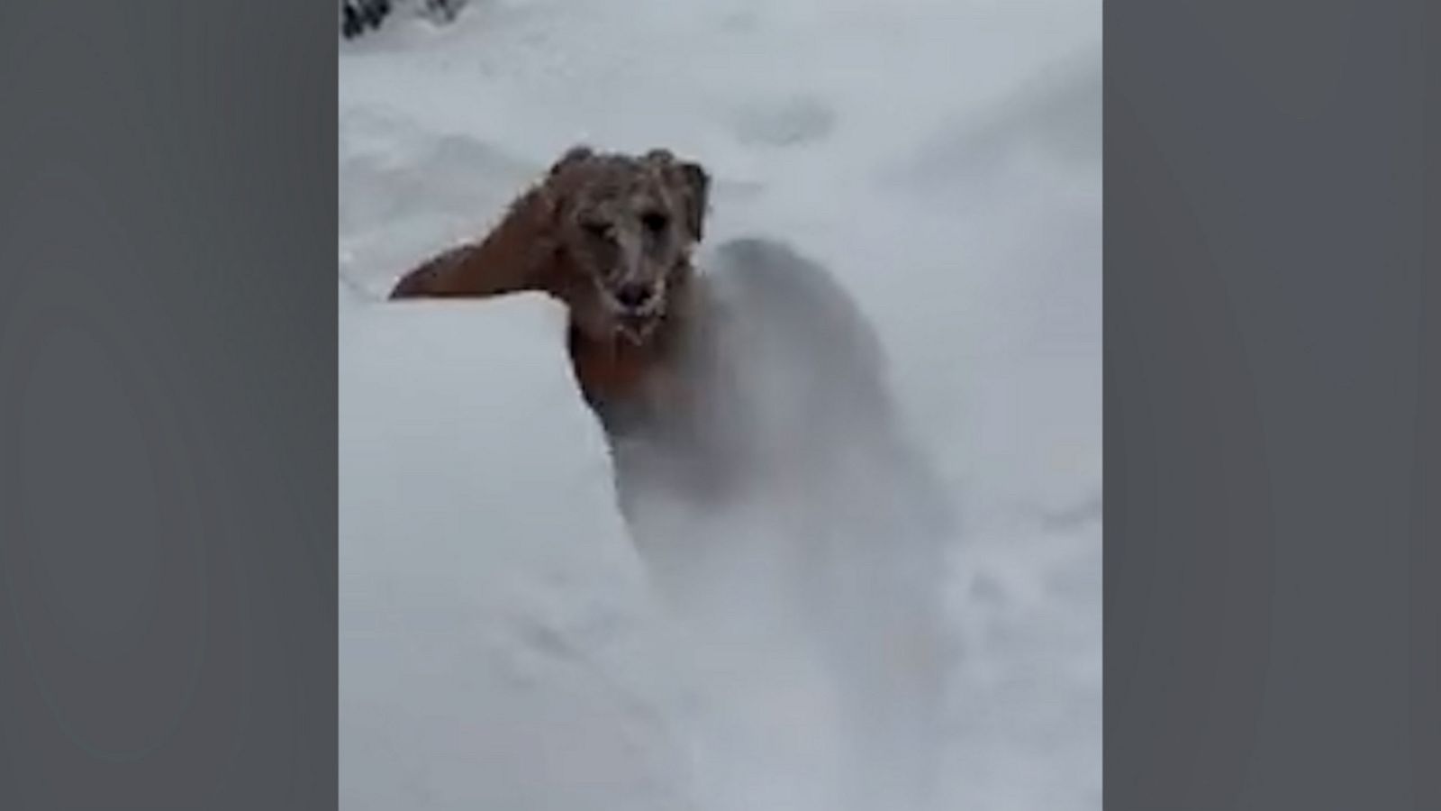 VIDEO: Golden retriever incredibly happy to be playing in snow