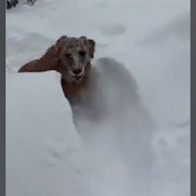 VIDEO: Golden retriever incredibly happy to be playing in snow