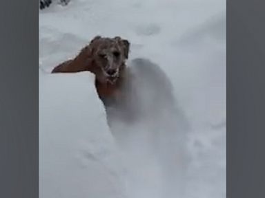 WATCH:  Golden retriever incredibly happy to be playing in snow