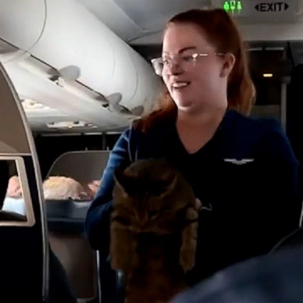 Flight attendant helps lost cat find its owner while in flight - Good  Morning America