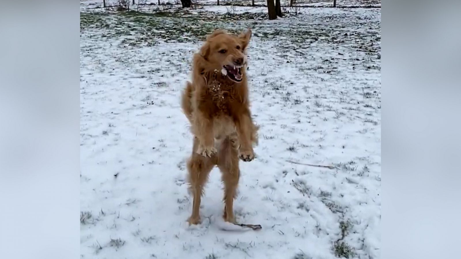 VIDEO: This pup loves to catch snowballs