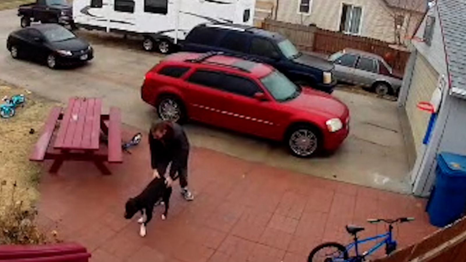 VIDEO: 4-year-old pit bull helps owner successfully cross icy driveway