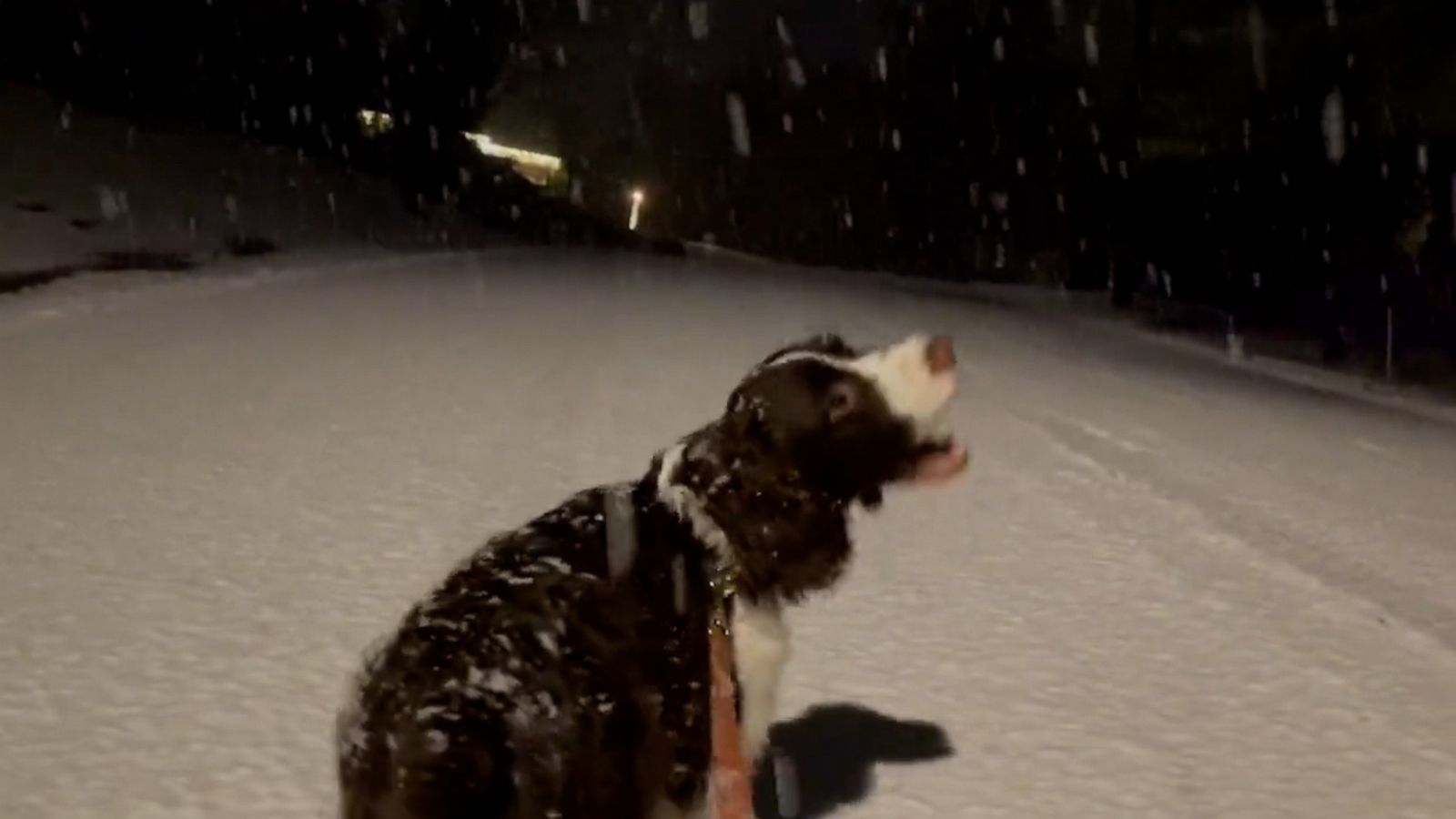 VIDEO: Dog has a blast catching snowflakes