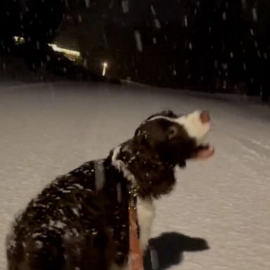 VIDEO: Dog has a blast catching snowflakes