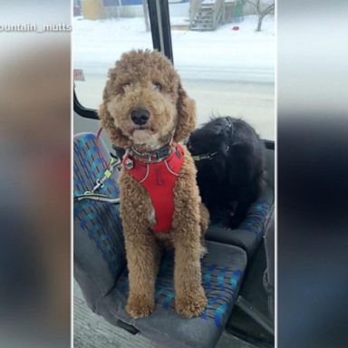 VIDEO: Puppy bus filled with furry riders 