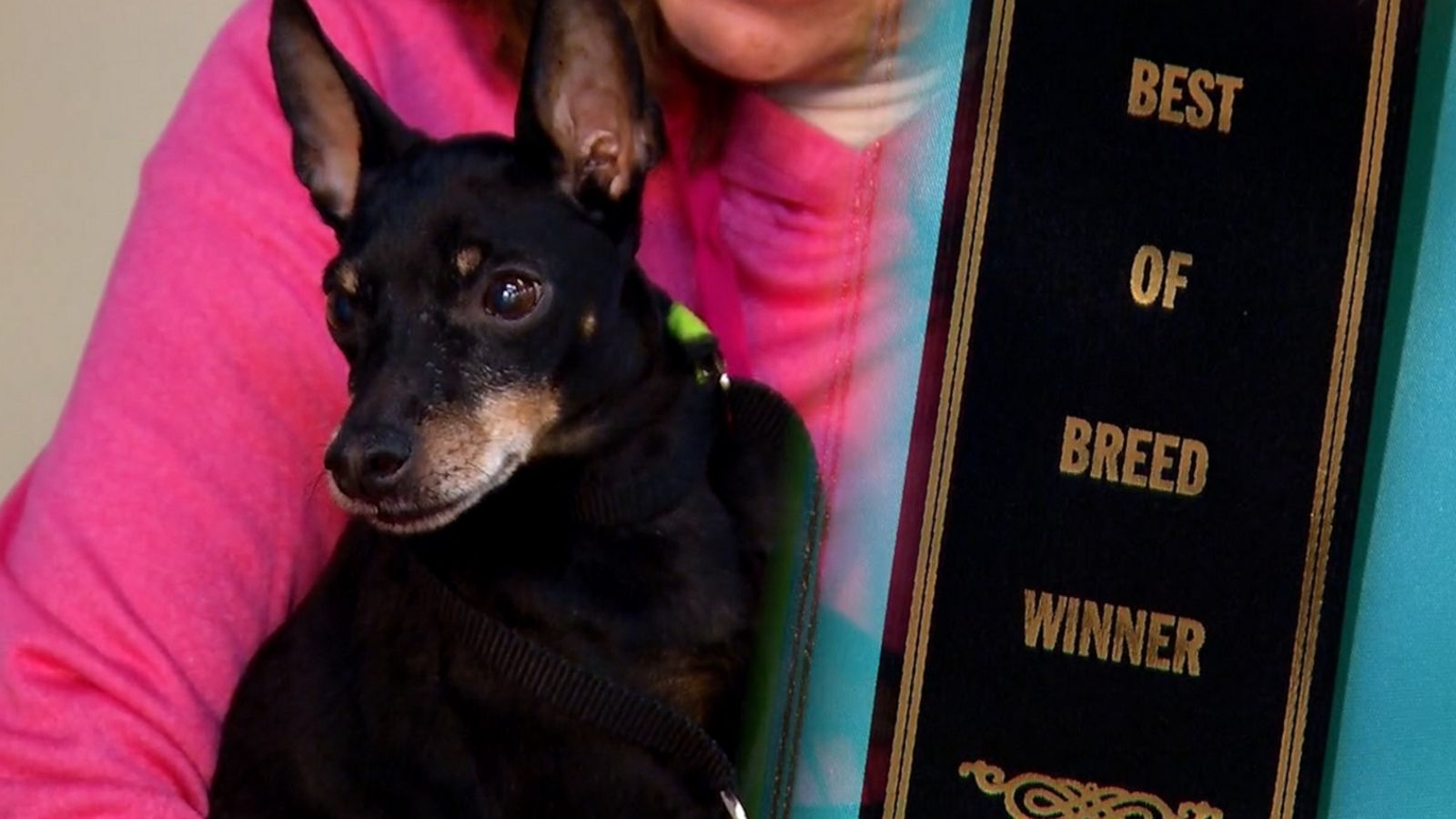 VIDEO: This tiny dog was once 5 days from death but just won ‘Best in Breed’