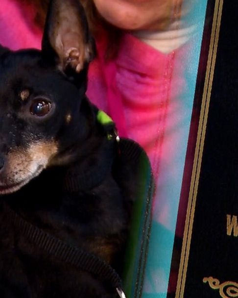 23-year-old chihuahua named Spike is world's oldest living dog: Guinness  World Records