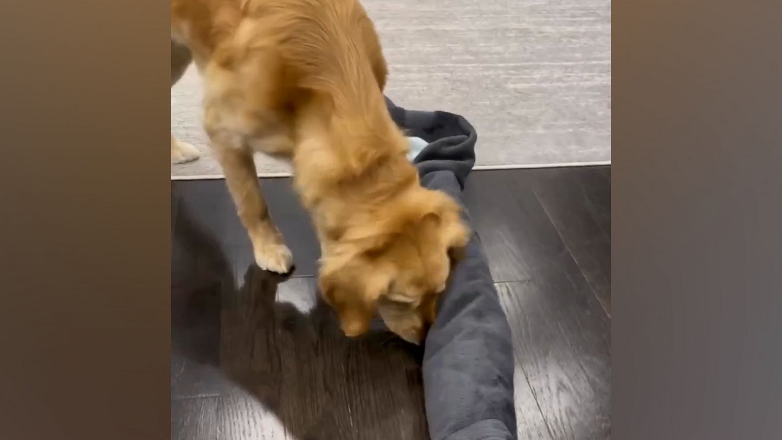 VIDEO: This dog mental stimulation hack is a game changer