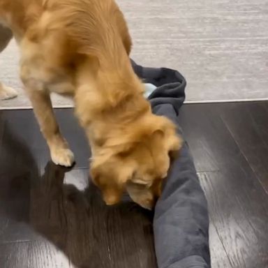 VIDEO: This dog mental stimulation hack is a game changer