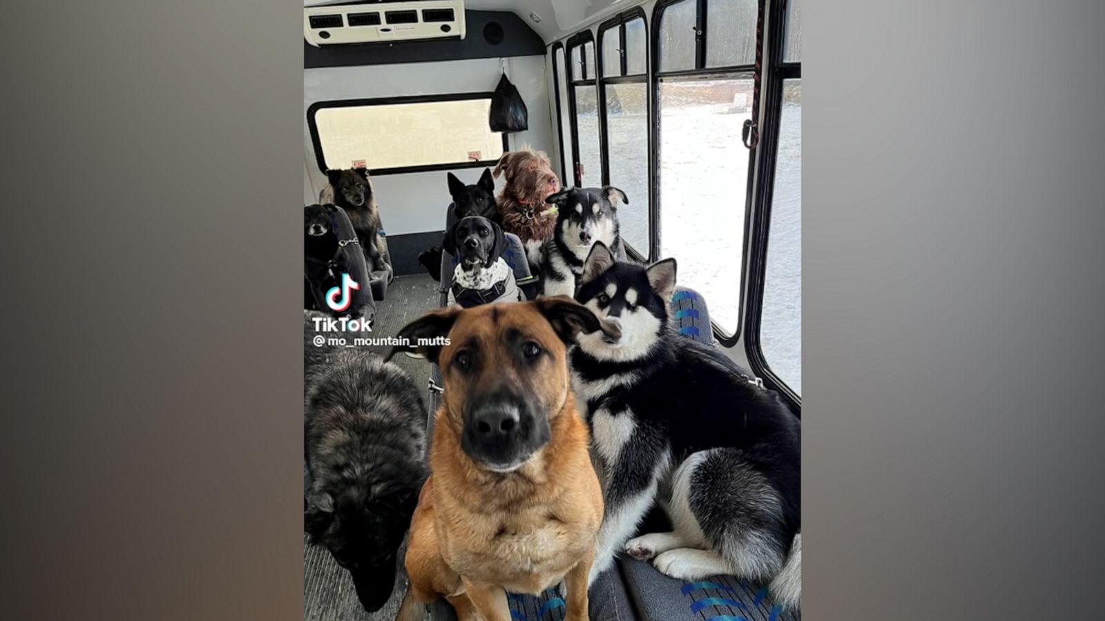 VIDEO: This dog bus in Alaska is everything