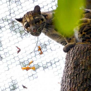 VIDEO: Missing Dallas Zoo leopard found on site