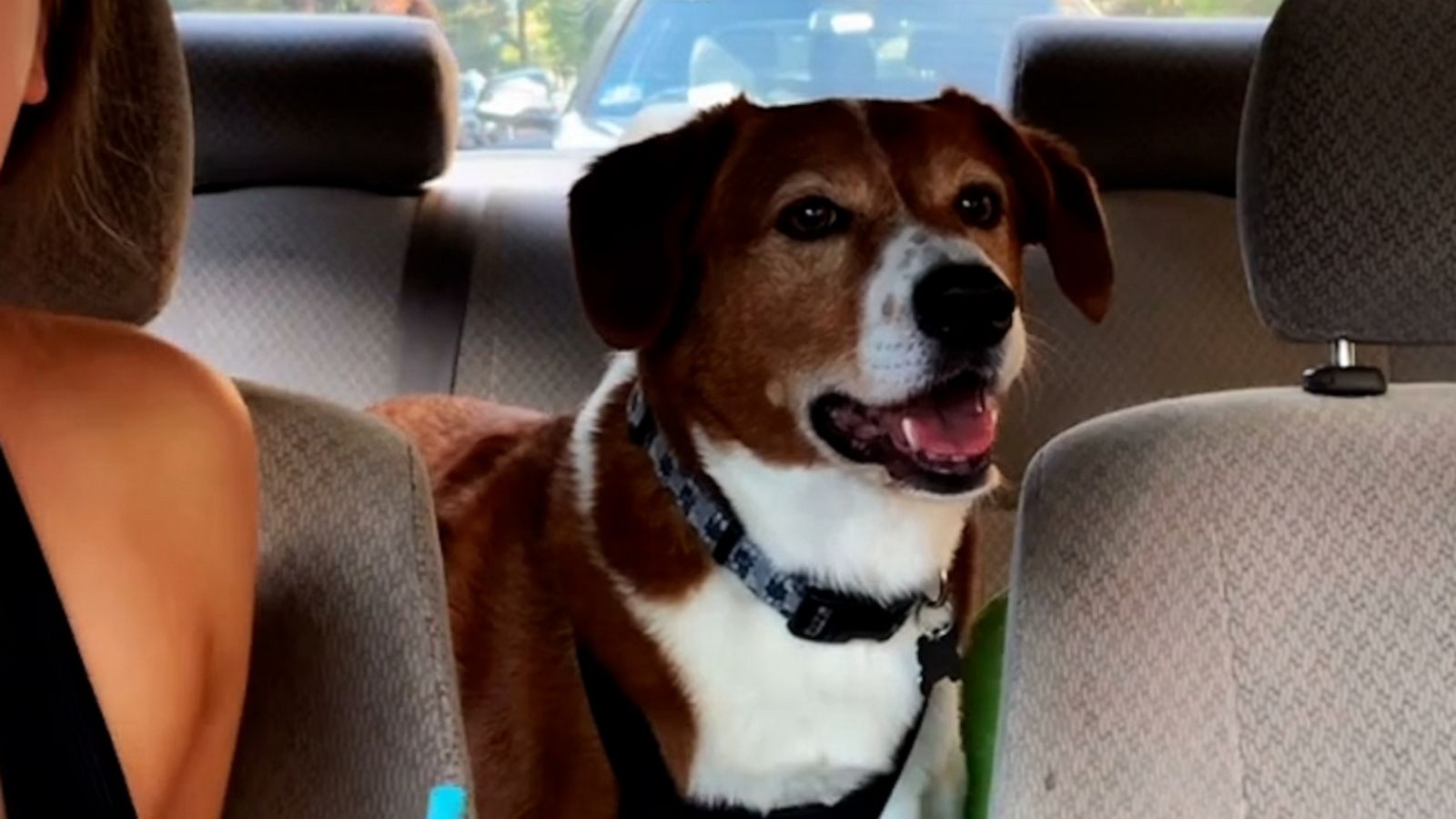VIDEO: Dog is laser focused on greeting 85-year-old neighbor