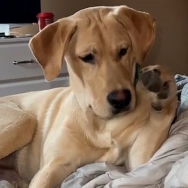 VIDEO: Goofy puppy confused by his own feet