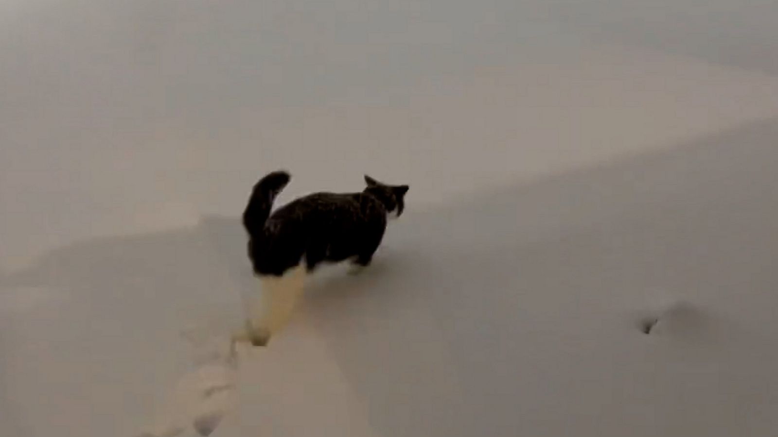 VIDEO: Cat can't wait to get back inside after being out in the snow