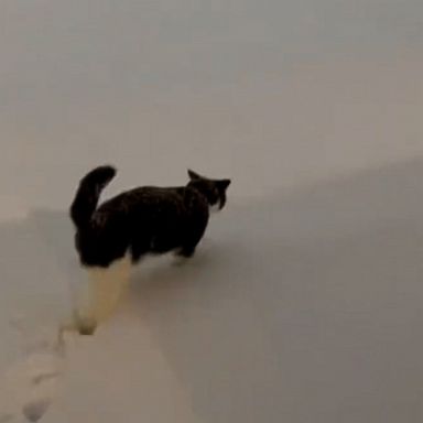 VIDEO: Cat can't wait to get back inside after being out in the snow