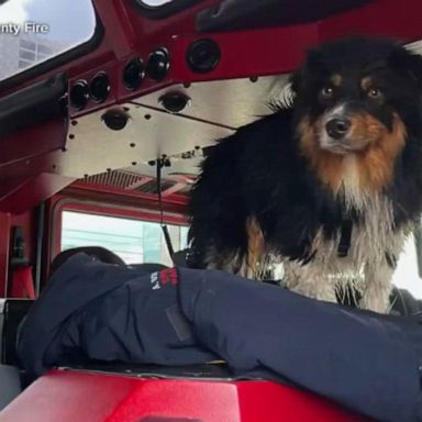 VIDEO: AirTag helps California firefighter save family's dog