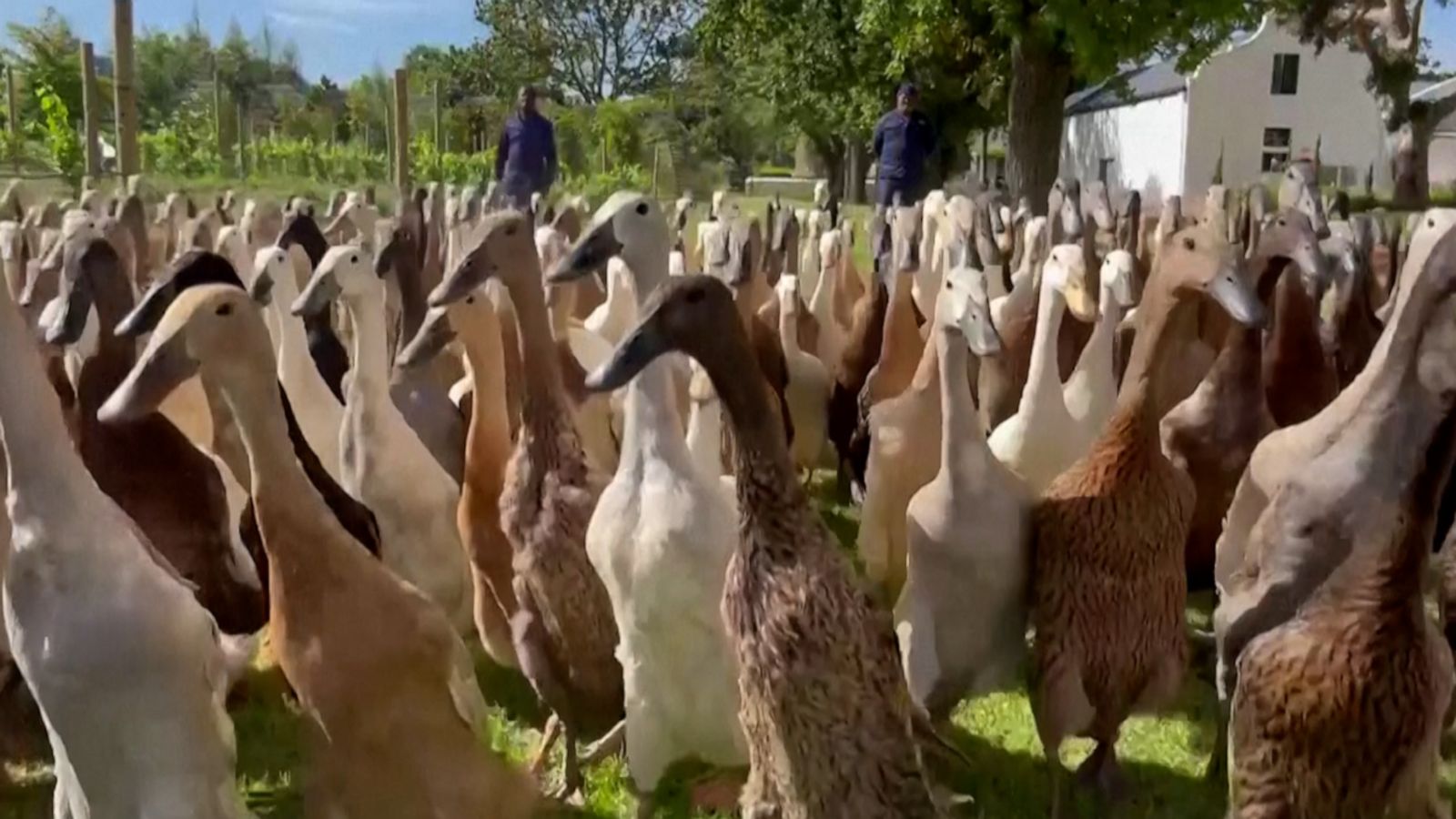 VIDEO: 'Army' of 500 ducks strolling through vineyard is a sight to behold