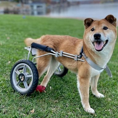 VIDEO: Meet the world's cutest rescue dog who got a second chance at life