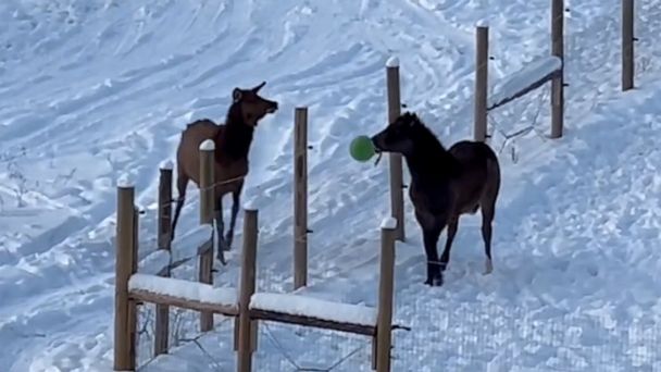 Horse and wild elk love to ‘play ball’ together