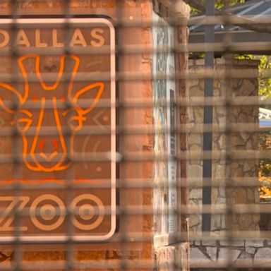 VIDEO: Missing monkeys from Dallas Zoo found