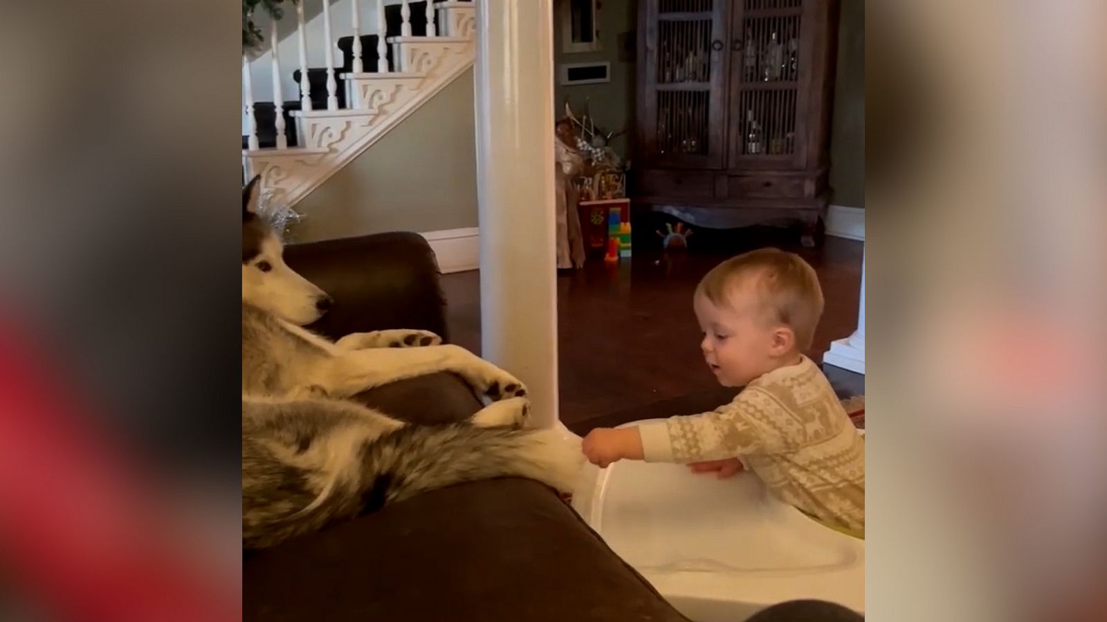 VIDEO: Husky unimpressed with his human baby brother