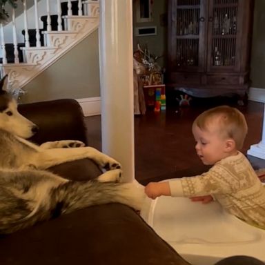 VIDEO: Husky unimpressed with his human baby brother