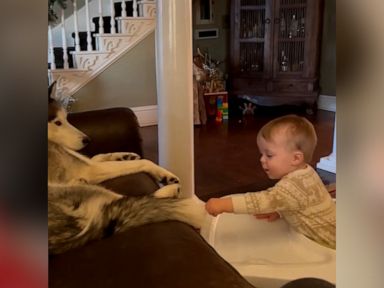 WATCH:  Husky unimpressed with his human baby brother