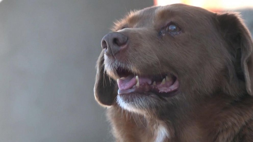Video The world's oldest living dog - ABC News