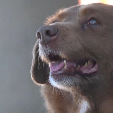 VIDEO: The world's oldest living dog