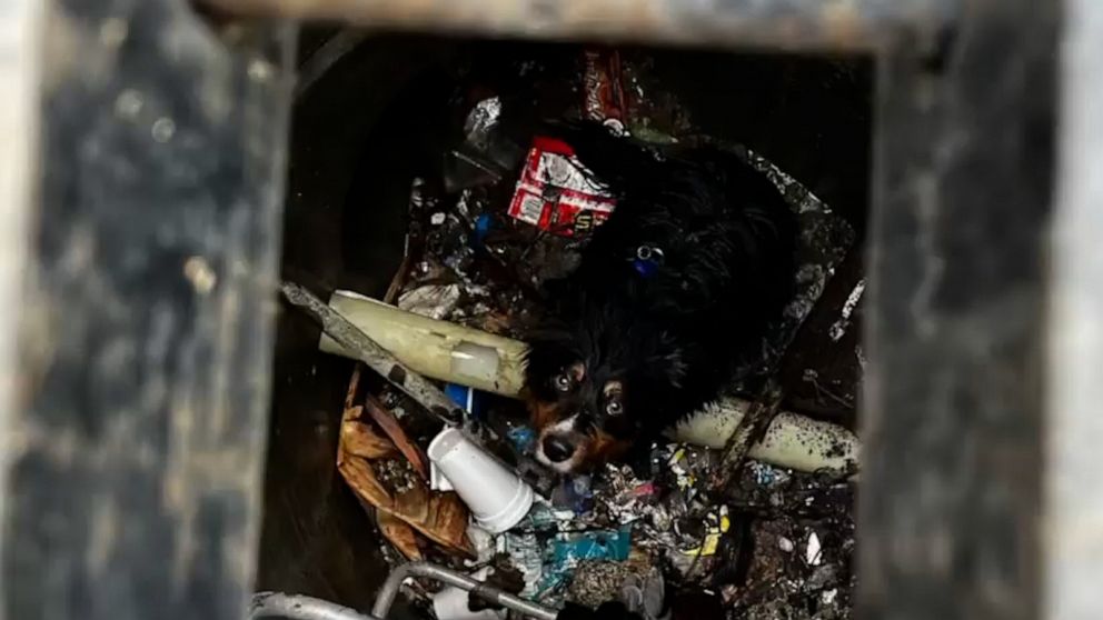 Dog rescued by fire department after being swept into storm drain | GMA