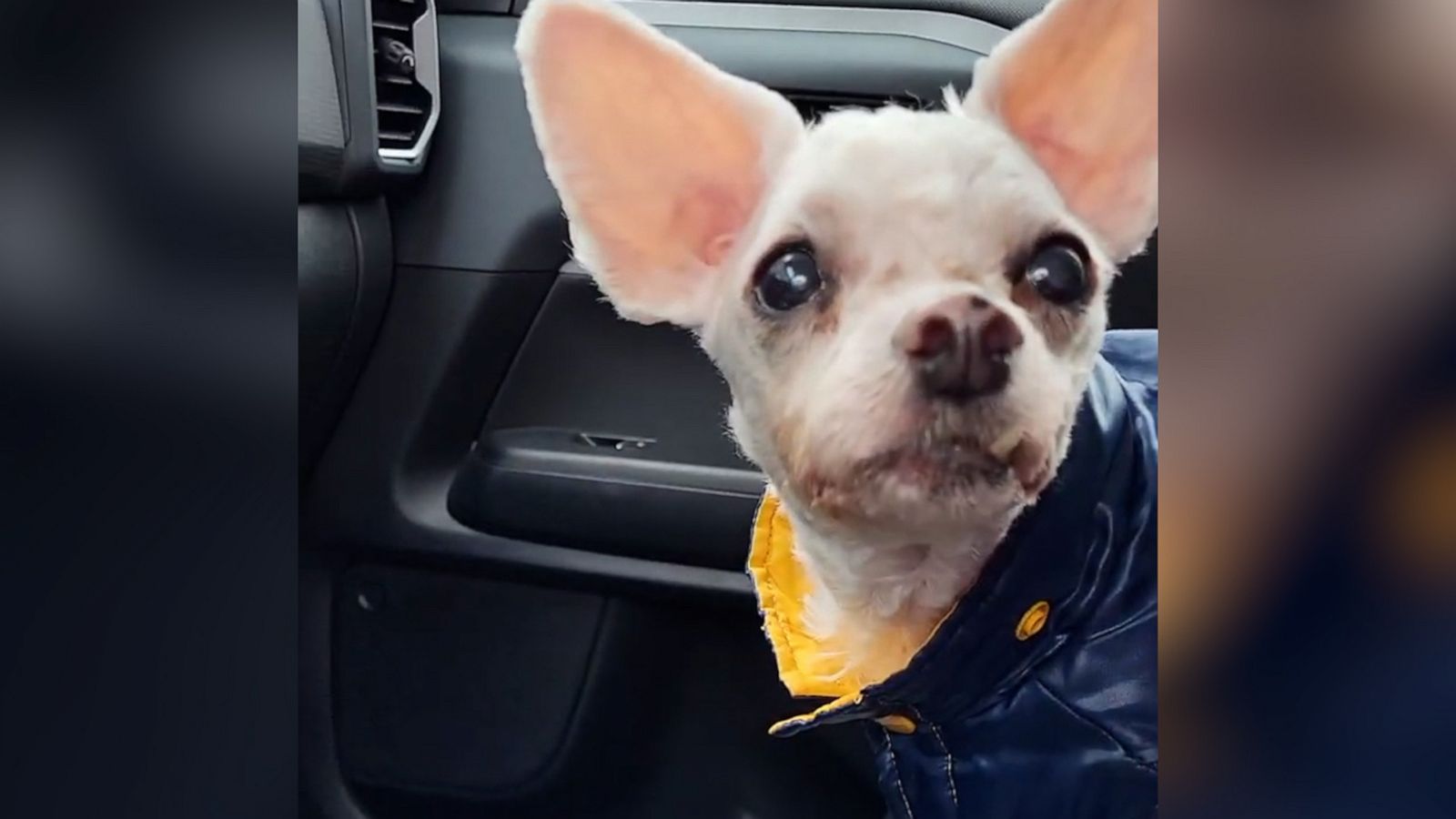 VIDEO: Dog unimpressed by squeaky straw that sounds like clown horn