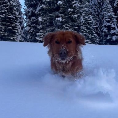 VIDEO: These dogs are having 'snow' much fun running around outside