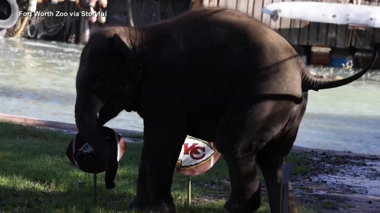 VIDEO: Animals make their Super Bowl picks