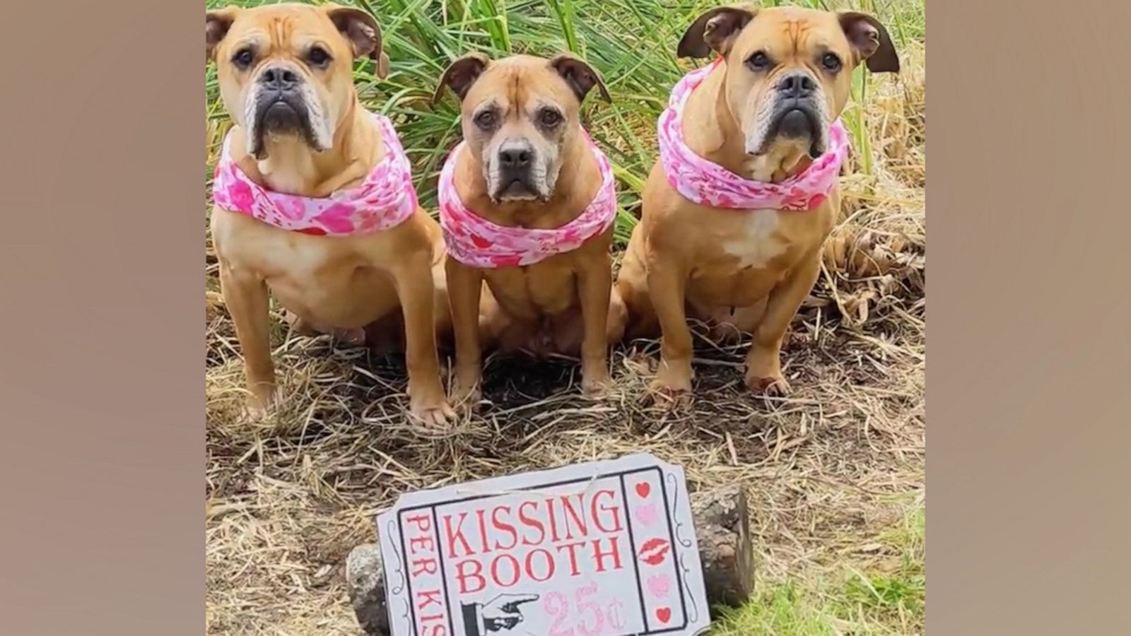 VIDEO: These rescue dogs are ready for a Valentine's Day kissing booth