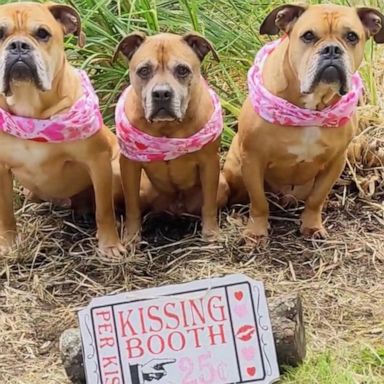 VIDEO: These rescue dogs are ready for a Valentine's Day kissing booth