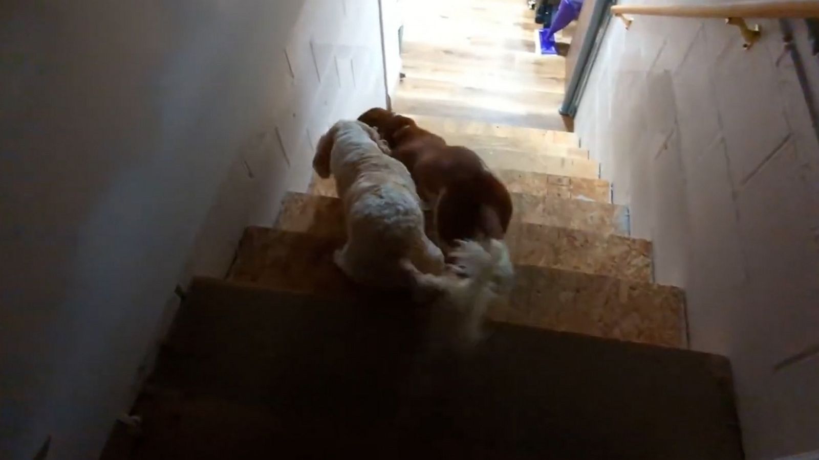 VIDEO: Dog tries to stop canine friend from going to bed