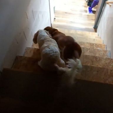 VIDEO: Dog tries to stop canine friend from going to bed