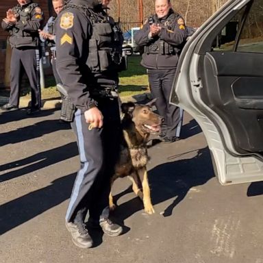 VIDEO: Retiring police dog gets standing ovation as he leaves department for last time