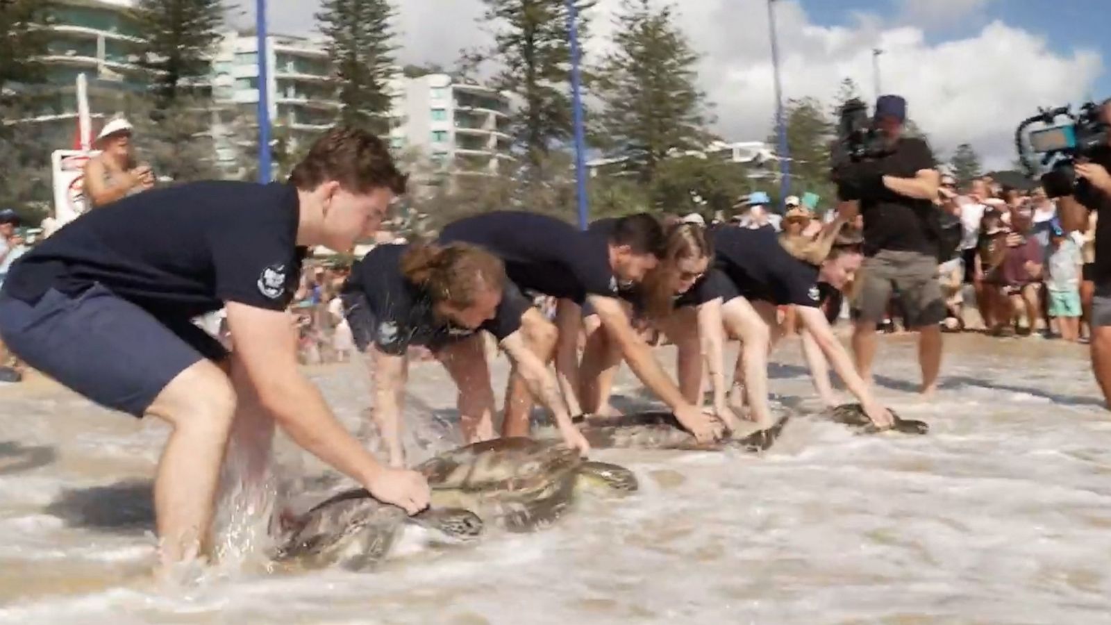 VIDEO: 4 sea turtles rehabilitated, released back into the ocean